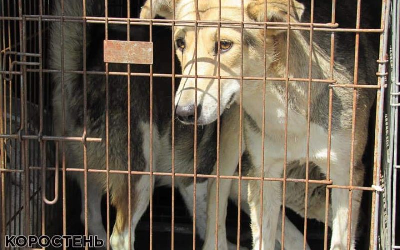 У Малинській міськраді розповіли про стерилізованих собак (ФОТО)