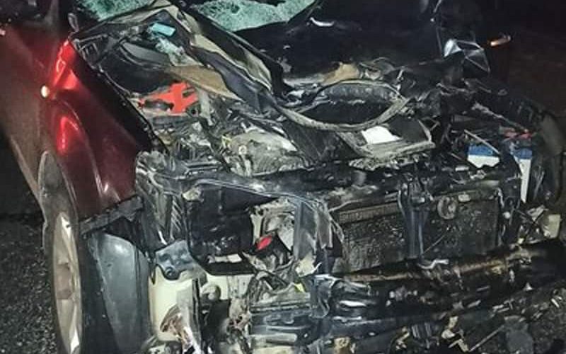На Житомирщині Subaru збив лося: тварина загинула, а водій отримав протокол