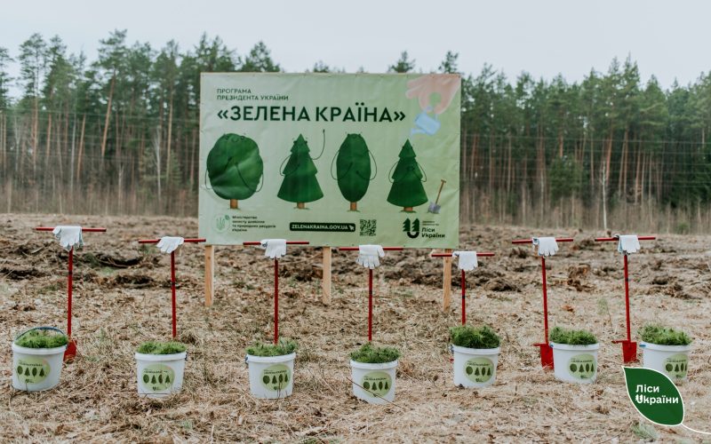 Лісові господарства планують засадити лісами північ Коростенщини