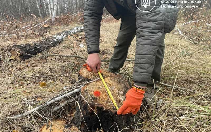 На Малинщині виявили незаконну вирубку дерев: збитки – понад 500 тис. грн