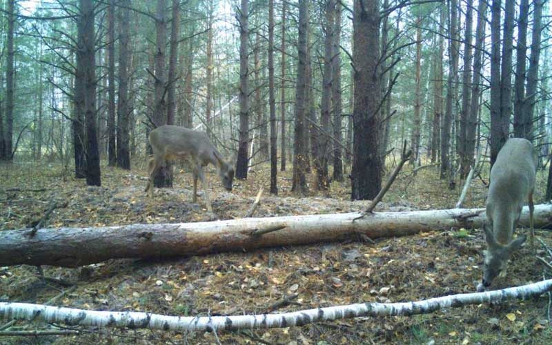 Заповідник на Коростенщині отримав землі площею понад 1,4 тисячі гектарів: як їх використовуватимуть