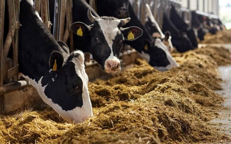 Статистики розповіли, наскільки зменшилось поголів’я корів у Житомирській області