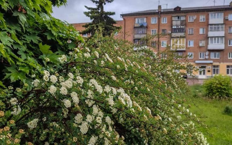 Тепла погода з короткочасними дощами – погода в Коростені протягом робочого тижня