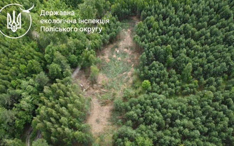 В одному з сіл Словечанської громади лісівники виявили незаконну порубку дерев: збитки становлять понад 400 тис. грн