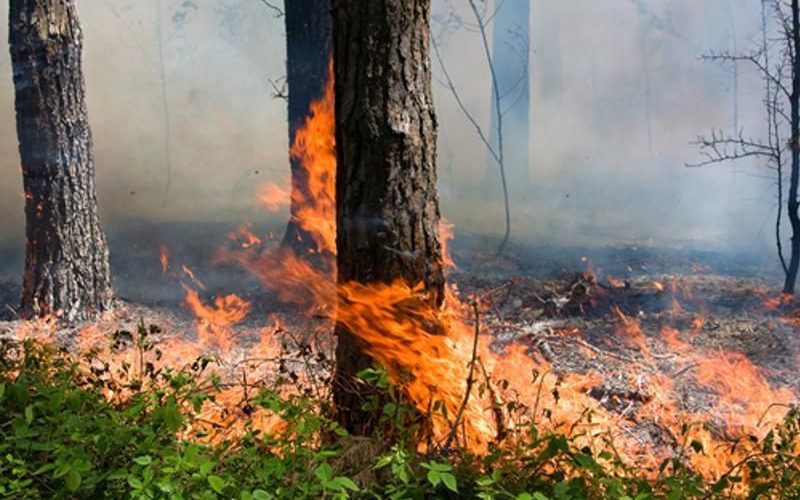 У Коростенському районі через атаку ворога загорівся ліс: на ліквідацію вогню залучили спецтехніку