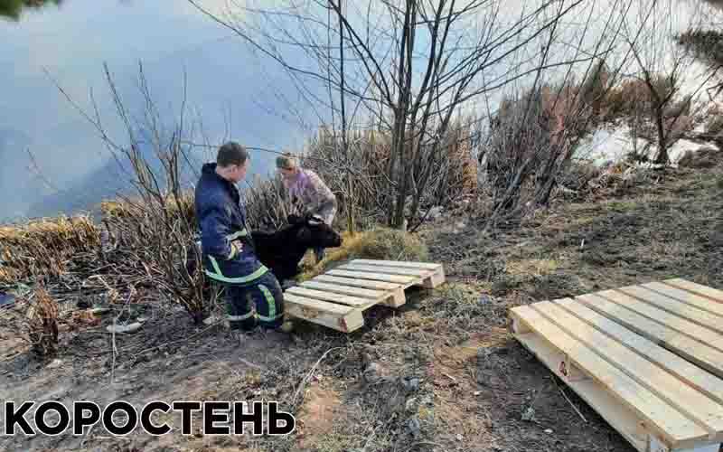 На Коростенщині рятувальники вивільнили корову, яка ледь не втопилася в річці